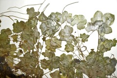 Cymbalaria muralis