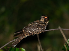 Hydropsalis maculicaudus
