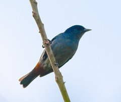 Conirostrum speciosum