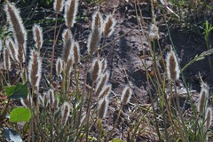 Polypogon monspeliensis