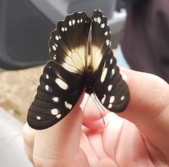 Papilio dardanus