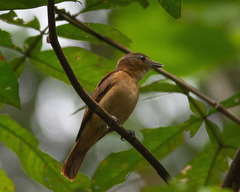 Pachyramphus minor