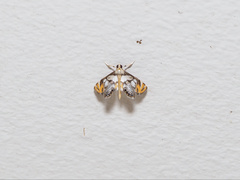 Nymphicula