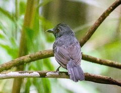 Thamnophilus aethiops