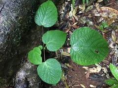 Dendrocnide cordifolia