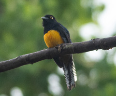 Trogon ramonianus