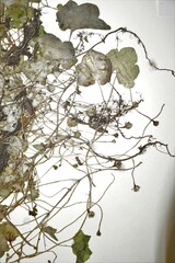 Cymbalaria muralis