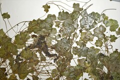 Cymbalaria muralis