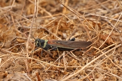 Schistocerca melanocera