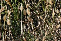 Polypogon monspeliensis