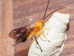 Theronia