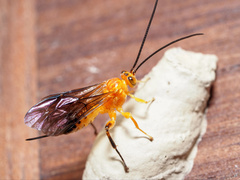 Theronia