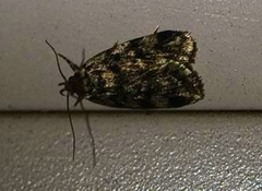 Barea codrella
