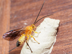 Theronia