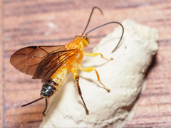 Theronia