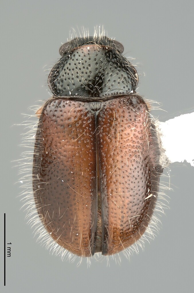 Lefevrea
