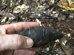 Xylaria filiformis