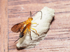 Theronia