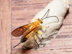 Theronia