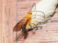 Theronia