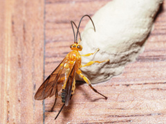Theronia