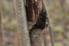 Biscogniauxia repanda