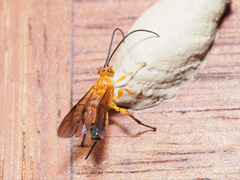 Theronia