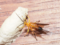 Theronia