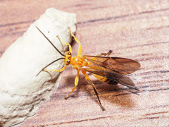 Theronia