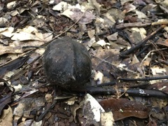 Xylaria filiformis