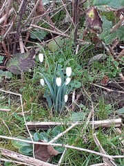 Galanthus
