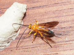 Theronia