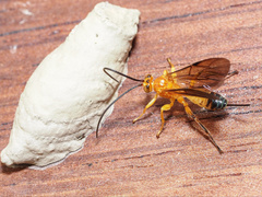 Theronia