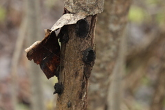 Biscogniauxia repanda