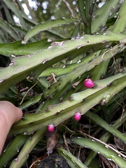 Lepismium cruciforme