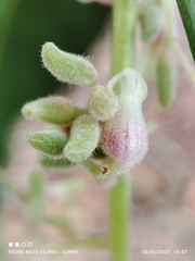 Sterculia parviflora
