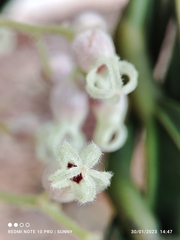 Sterculia parviflora