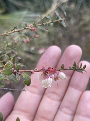 Vaccinium