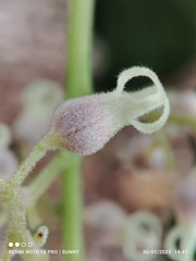 Sterculia parviflora