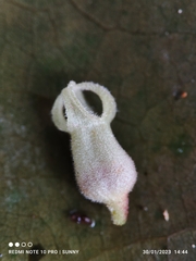 Sterculia parviflora