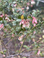 Vaccinium