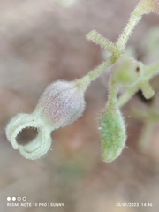 Sterculia parviflora