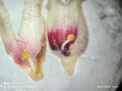 Sterculia parviflora