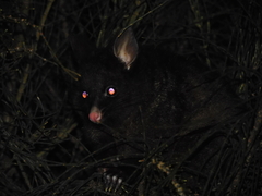 Trichosurus vulpecula fuliginosus