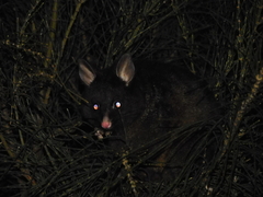 Trichosurus vulpecula fuliginosus