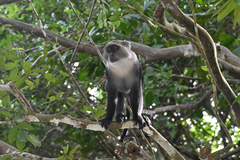 Cercopithecus mitis albogularis