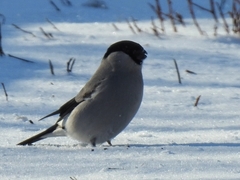 Pyrrhula pyrrhula cineracea