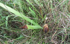 Iris aphylla