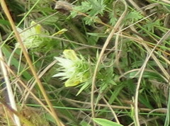 Melampyrum argyrocomum