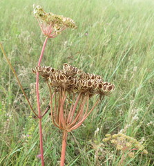 Peucedanum oreoselinum